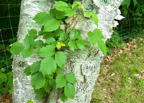 Poison Ivy Plant