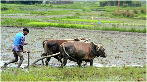Now the format of crop insurance claim will change | अब फसल बीमा क्लेम ...