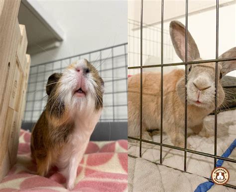 Python vs Large Rabbit Size 的图像结果