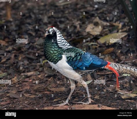 Male Lady Amherst pheasant (Chrysolophus amherstiae), Parque das Aves ...