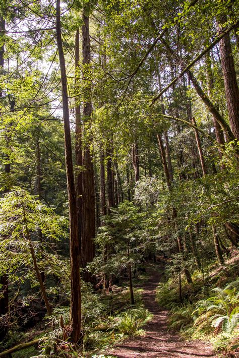 Hidden Gem of the California State Parks – Butano State Park – Smiling ...