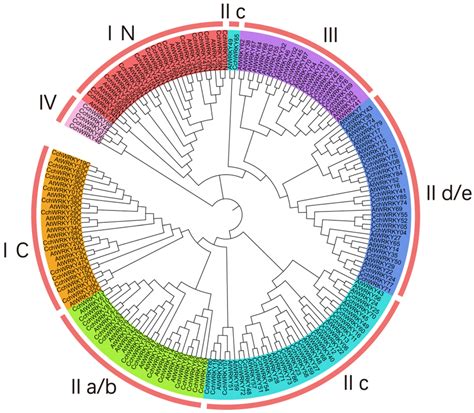 Genome-Wide Characterization of WRKY Gene Family in Camellia ...