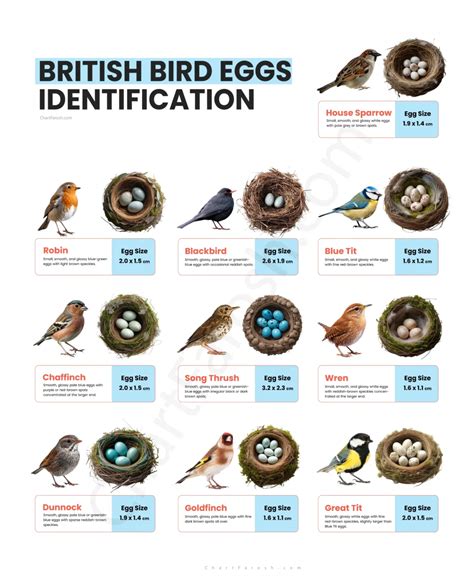 British Bird Eggs Identification Chart – How to Identify UK Wild Bird Eggs