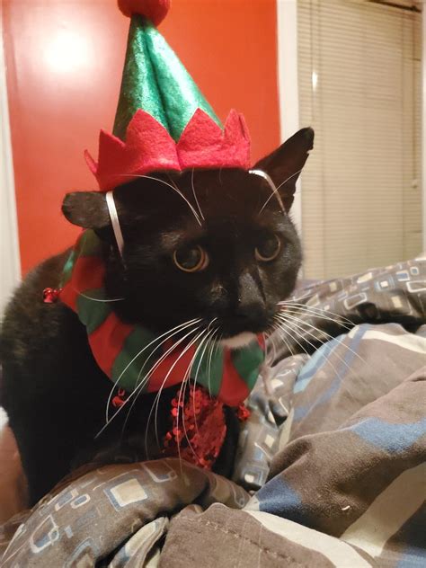 (Oc) The Spanish Gentleman getting in the Xmas spirit. Kind of. : r ...