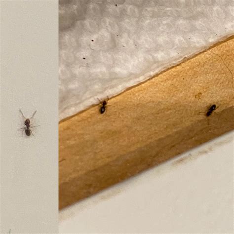 I'm seeing these very small bugs in my house. They look like possibly a ...