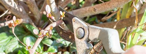 Pruning azaleas: Follow these steps | Hortinno