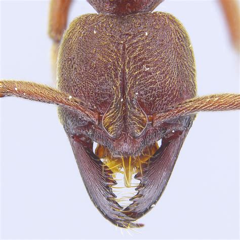 Buniapone - The Ants of Saiyuen