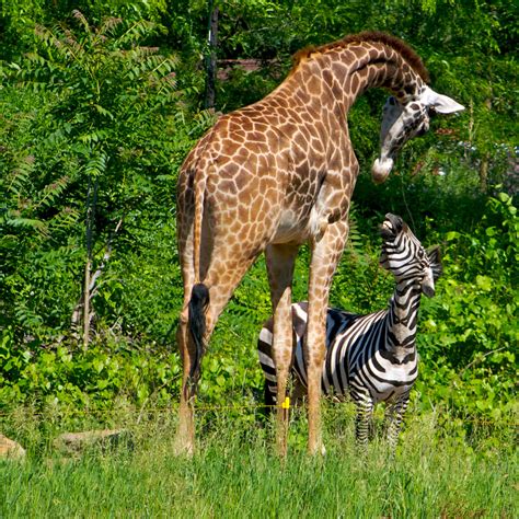 Zebra And Giraffe Mix