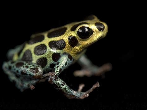 Blue Dart Frog Life Cycle