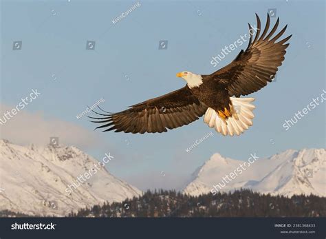 Bald Eagle Flying 4k Photo Stock Photo 2381368433 | Shutterstock