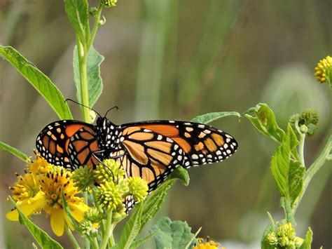 Insect Locomotion 的图像结果