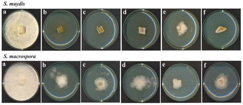 Isolation of Bacteria with Antifungal Activity against the ...