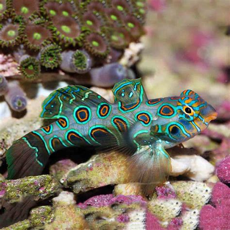 Mandarin Spotted Goby at Susan Mcdaniel blog