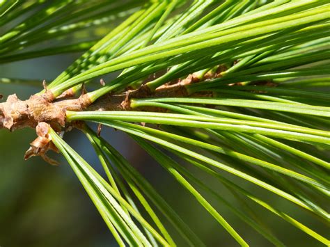 eastern white pine – Woody Plants of Ohio