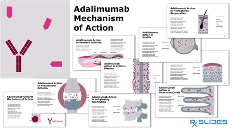 Download Adalimumab PowerPoint Template| RxSlides