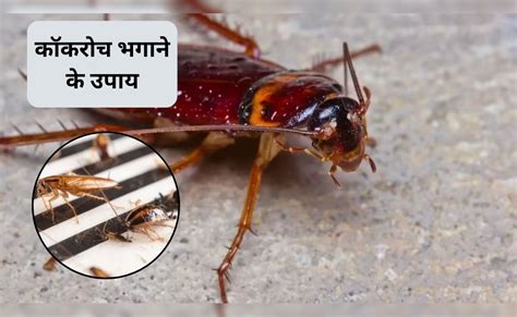 घर में एक भी कॉकरोच नहीं बचेगा, इन 3 घरेलू नुस्खों को अपनाएं, कोने-कोने ...