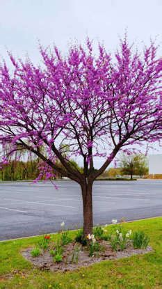 8 of the most stunning purple flowering trees and where they are ...