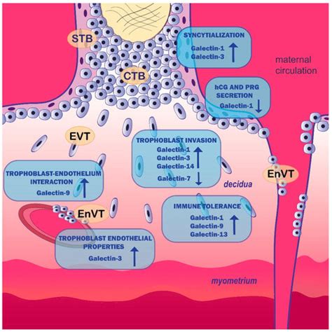 Galectins in Early Pregnancy and Pregnancy-Associated Pathologies