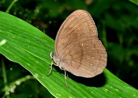 Faunis canens arcesilas | Butterfly