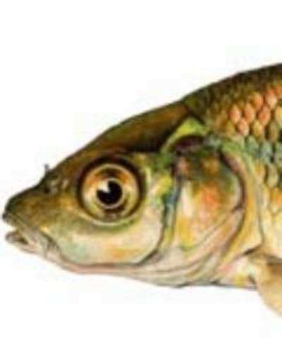 Lalbagh officials give licence to '˜cull' fish