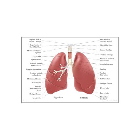 Anne Print Solutions® Right and left lung lobes chart Poster For ...