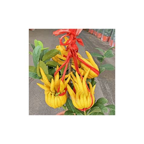 Buddha Hand Citron 佛手柑 (Citrus Medica var. Sarcodactylis)