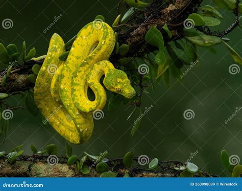 Image result for Red Green Tree Python