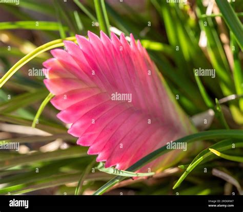 Pink quill plant paddle like bracts and green blade-like leaves closeup in the sunlight Stock ...