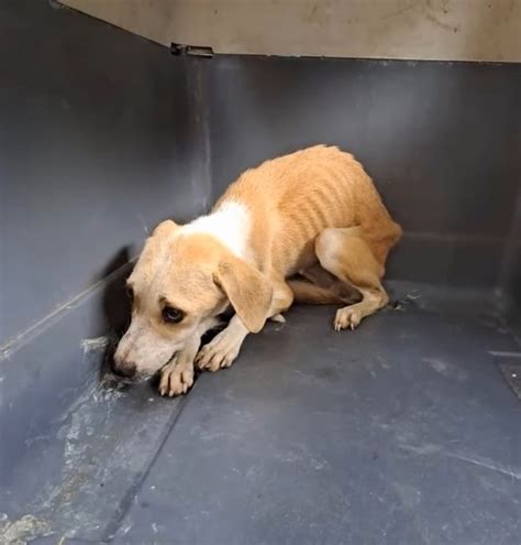 Abandoned and Betrayed: Frail and Emaciated Mother Left Desolate in a ...