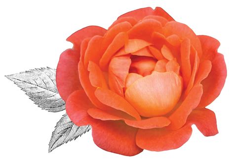 Orange Glow™ Knock Out® — The Knock Out® Family of Roses