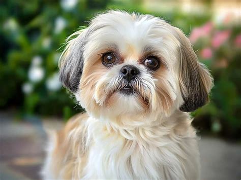Maltese Shih Tzu Mix: The Affectionate and Playful Malshi