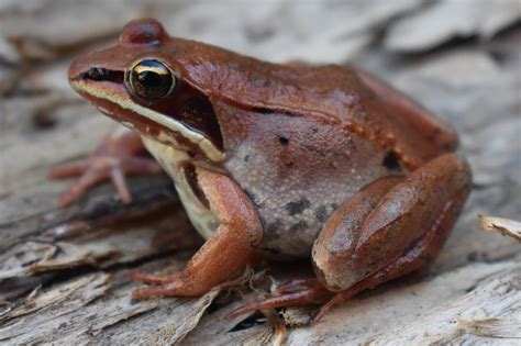 Wood Frog (Rana sylvatica) - Amphibians and Reptiles of South Dakota