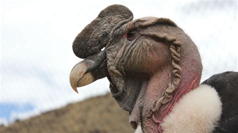 Andean Condor Size