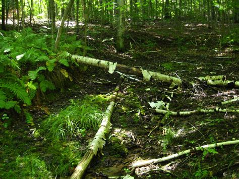 Palmer Woods Forest Reserve - The Leelanau Conservancy