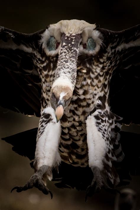 From Africa to Iberia: The journey of a Critically Endangered Rüppell’s Vulture - Vulture ...