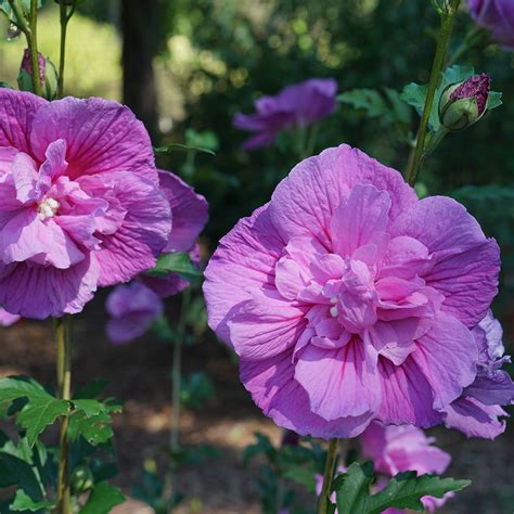 Rose Of Sharon Shrub