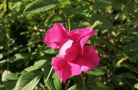 玫瑰花的养殖方法和注意事项 - 花卉种植 - 四季盆栽