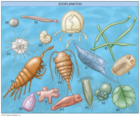 Zooplankton Examples National Aquarium Zooplankton Participate In