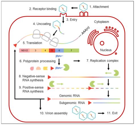 Noroviruses—The State of the Art, Nearly Fifty Years after Their ...
