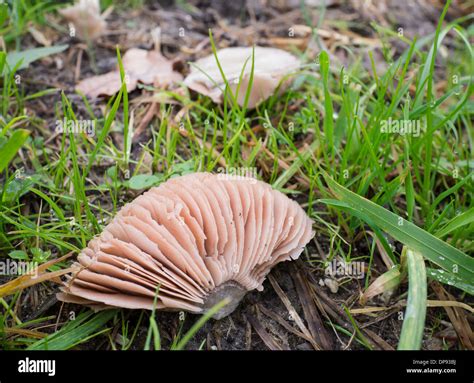 Agaricus campestris is commonly known as field or meadow mushroom with pink to brownish gills ...
