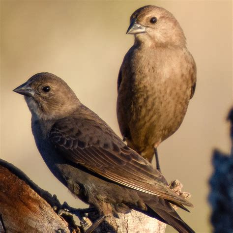 List 104+ Pictures Small Brown Bird With White Ring Around Neck Updated