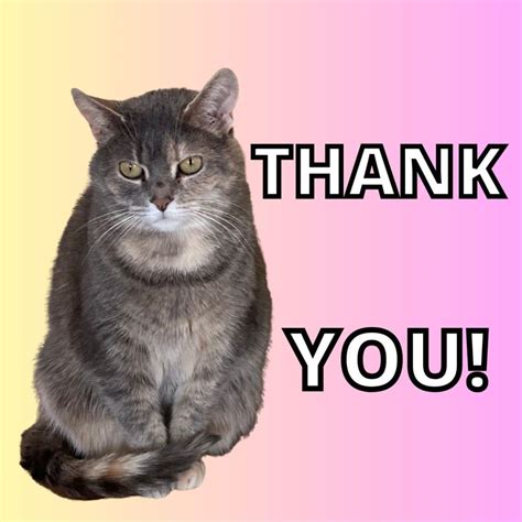 Funny Thank You Pictures Cats