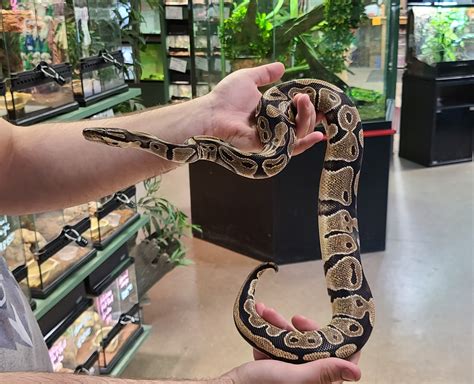 Image result for Coca-Cola Stock Project by Python Code