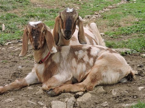 Our Soap - Salem Farms - Goat Milk Soap