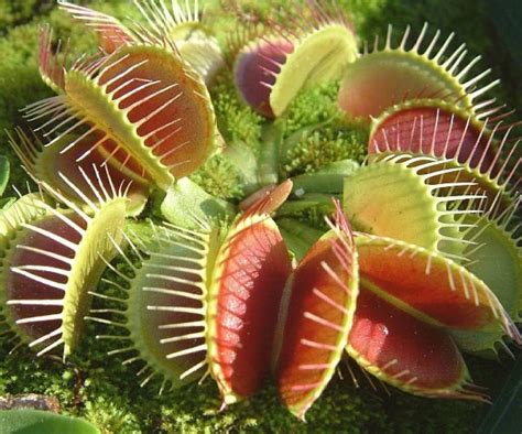 E Garden Venus Fly Trap Seed Price in India - Buy E Garden Venus Fly ...