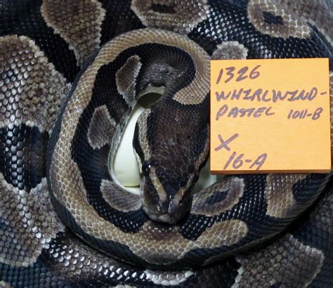 Ball Python Eggs 的图像结果