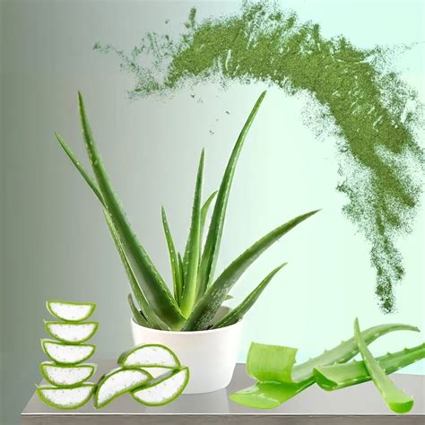 Aloe Vera Benefits | Ayurvedic Uses & Healing Properties