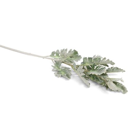 Buy Senecio Cineraria Leaf online in India – Home4u