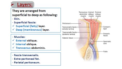 A full description of detailed Surgical _Anatomy_of the abdominal_Wall[1].pdf