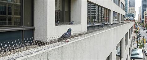 Bird Spikes - Stainless Steel Pigeon Deterrents
